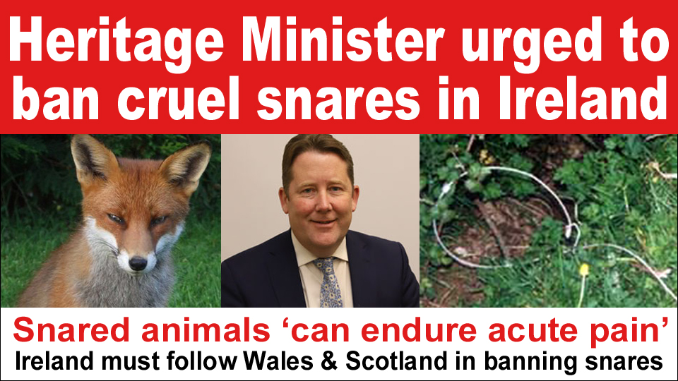 Heritage Minister urged to ban cruel snares copy